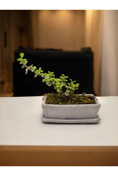 Tabaklı Taş Saksılı Afra Bonsai Yeşim Ağacı ürün görseli 1