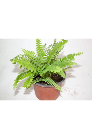 Aşk Merdiveni Nephrolepsis Exaltata Askılı Saksı ürün görseli 1
