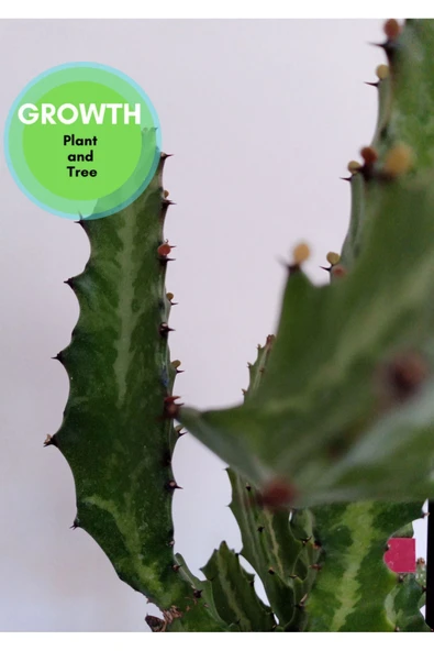 Euphorbia Lactea Kaktüs - Resim 5