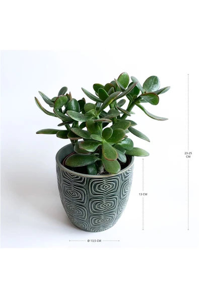 Crassula Ovata - Para Çiçeği 'gri Saksılı' - Resim 2