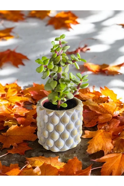 Mini Bonsai Para Ağacı Dekoratif Beton Saksıda