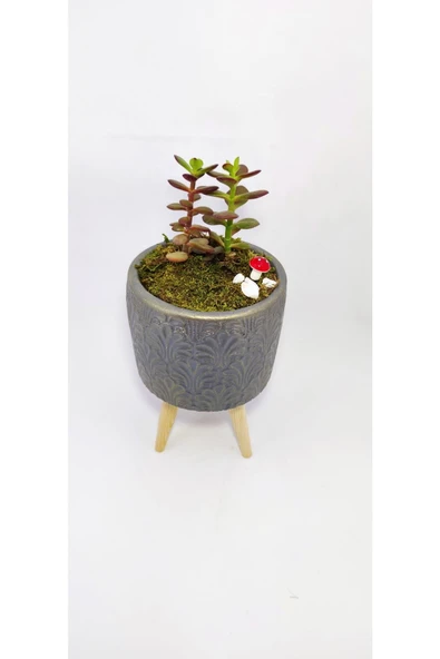 Dekoratif Desenli Saksıda Crassula - 2