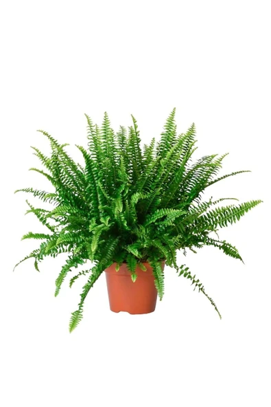 Aşk Merdiveni Bitkisi 40 Cm Ücretsiz Kargo Hızlı Gönderi ürün görseli