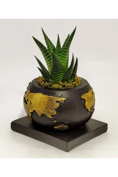 Dekoratif Saksıda Haworthia - Resim 3