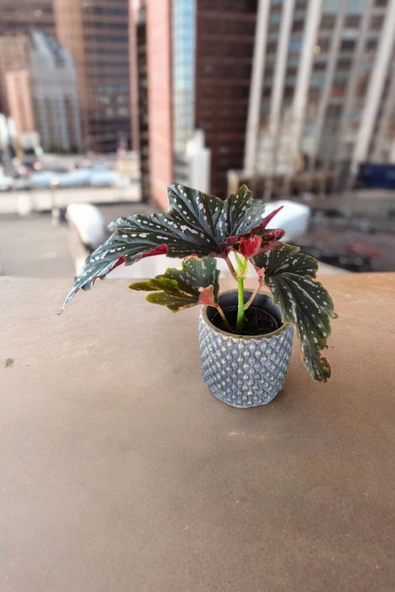 Bodrum Dizayn Taş Saksıda Çilli Begonya 01 - Resim 2