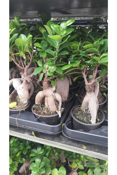 Bonzai Çiçeği Havuç Köklü - Resim 2