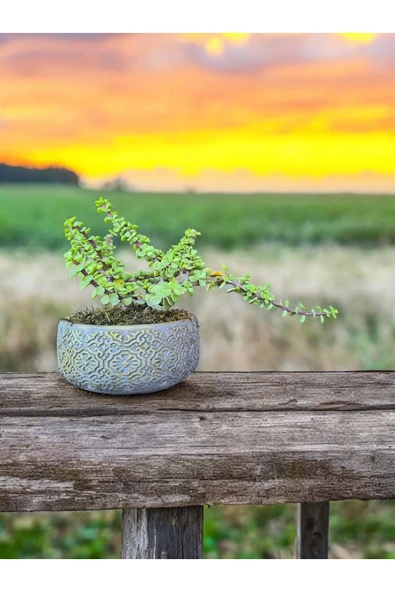 Taş Saksıda Afra Bonsai Yeşim Ağacı - Resim 4