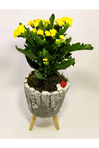 Dekoratif Ağaç Kabuğu Desenli Saksıda Kalanchoe