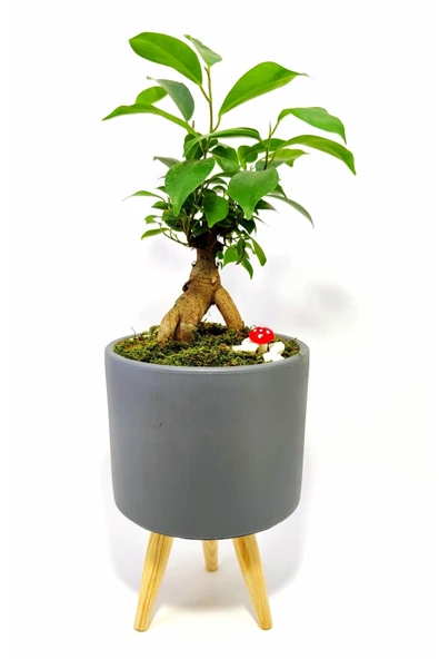 Dekoratif Desenli Saksıda Mini Bonsai