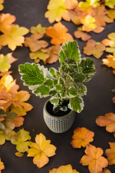 Mini Taş saksıda Cennet Yaprağı Bitkisi Muhteşem Kokulu 5.5 cm Plectranthus Coleoides - Resim 3
