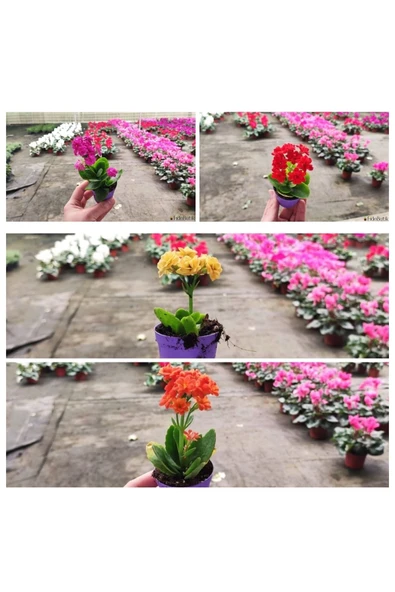 25 Adet Karışık Renklerde Kalanşo Fidöesi Kalanchoe - Resim 2