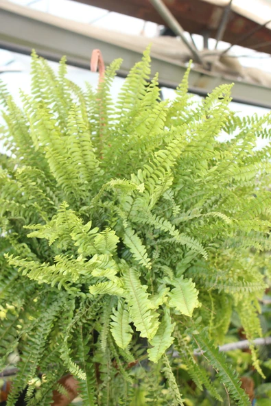 Aşk Merdiveni Fujer Nephrolepis Makrome Saksıda Ev Bitkisi Ofis Dolgun Form 40-100 Cm Kampanya ürün görseli 1