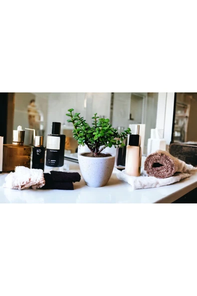 Bonsai Ağacı Afra Para Bitkisi - Resim 2