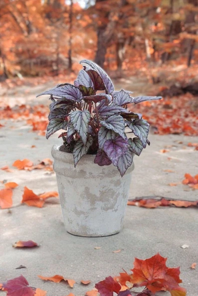 Rex Begonya Dekoratif Orkide Saksısında Begonia 01 - Resim 3