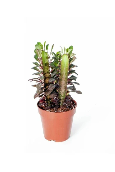 Euphorbia Trigona Rubra - Kırmızı Süt Ağacı - Ev Ofis Salon Iç Mekan Bitkisi - 15 Cm
