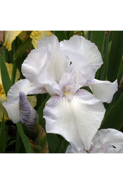 100 Adet Soft Beyaz Renkli Iris (SÜSEN) Çiçeği Soğanı ürün görseli