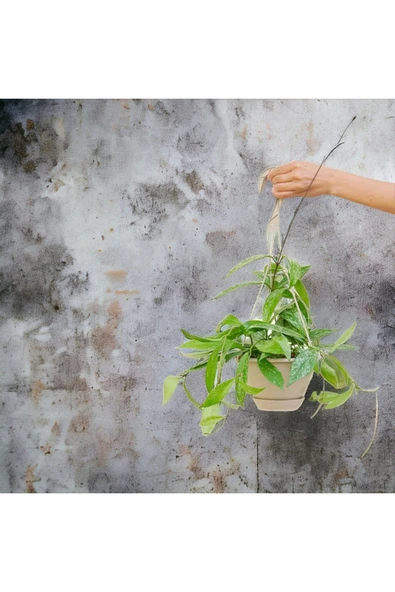 Askılı saksıda mum çiçeği no 1 - Resim 2