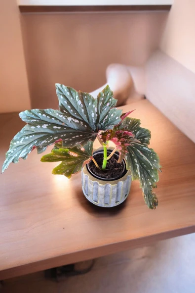 Beton Sütün Saksıda Çilli Begonya - 3