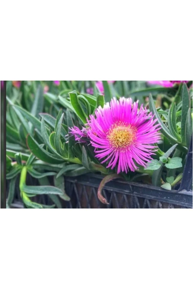 10 adet Kabir çiçeği kaz ayağı mezarlık çiçeği ürün görseli