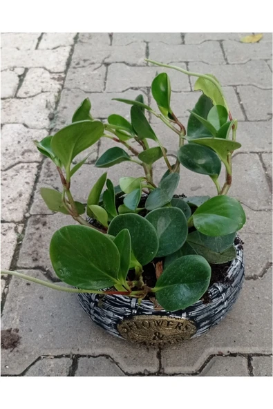 Peperomia Dekoratif Saksıda - 1