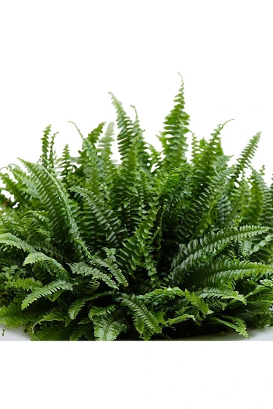 Aşk Merdiveni Dekoratif Saksıda - Resim 3