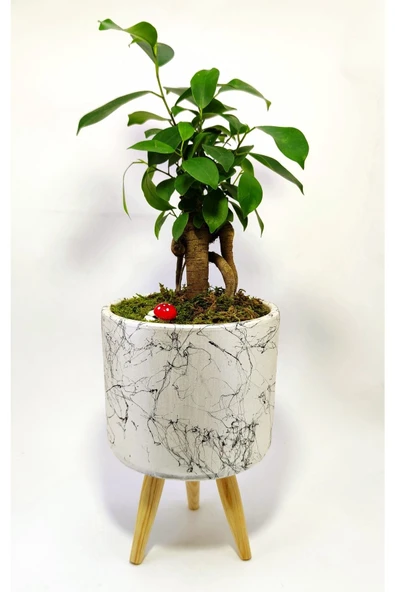 Dekoratif Desenli Saksıda Mini Bonsai