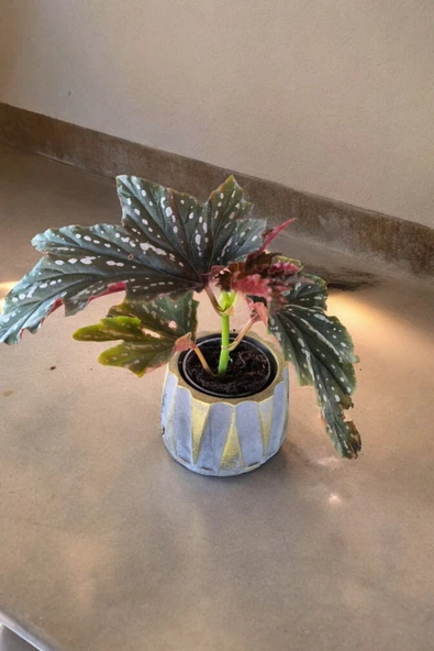 Beton Roma Sütün Saksıda Çilli Begonya 01ci - 6