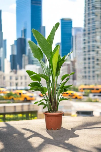 3 gövdeli starriçe plastik üretim saksısında 140-150 cm - Resim 4