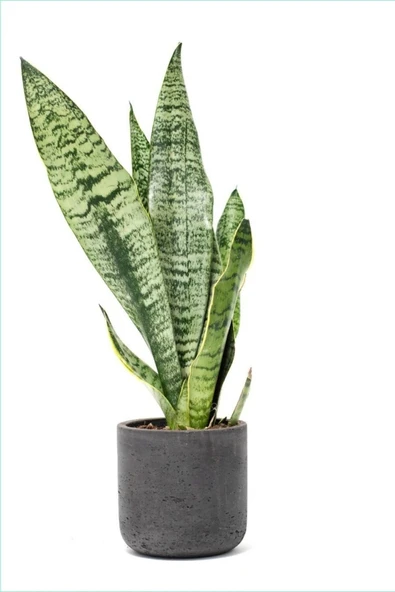 Peygamber Kılıcı Paşa Kılıcı Dekoratif Özel Saksılı ürün görseli 1