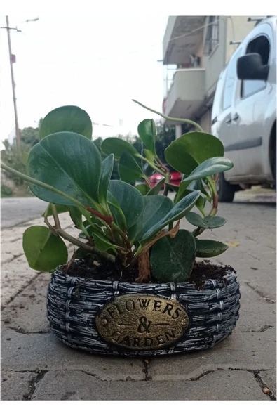 Peperomia Dekoratif Saksıda - 2