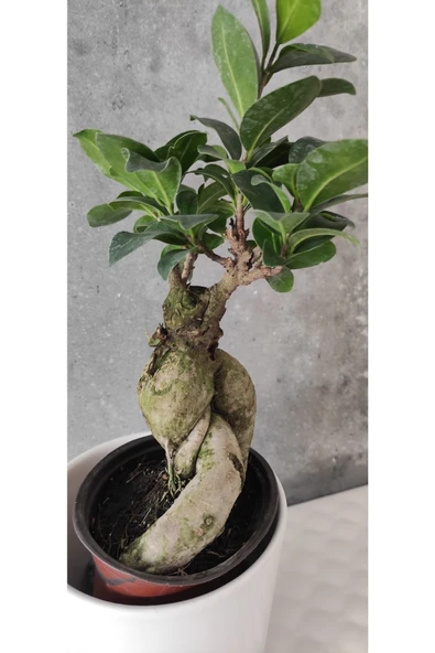 Ficus Bonsai Agacı Seramik Saksıda (peri ) - Resim 3