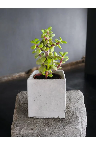 Mini Bonsai Para Ağacı Dekoratif Beton Saksıda 002 ürün görseli 1