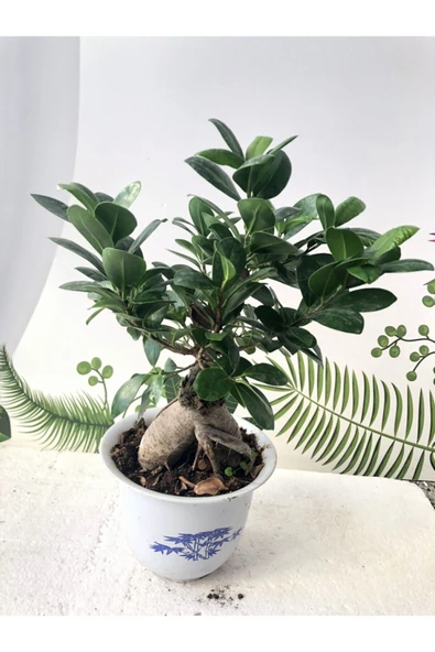 Ficus Ginseng Bonsai Ağacı 750 Gr ürün görseli