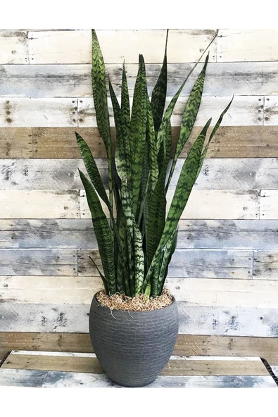 Paşa kılıcı dekoratif saksıda no3 - Resim 3