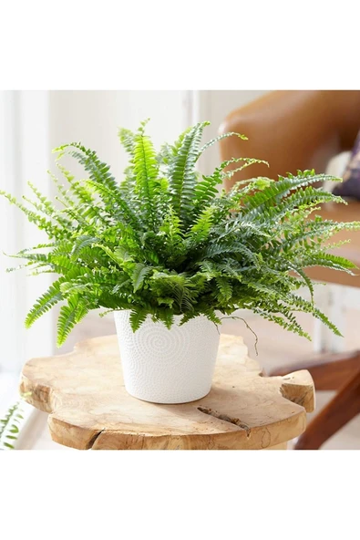 Dekoratif Saksıda Aşk Merdiveni 0001 ürün görseli 1