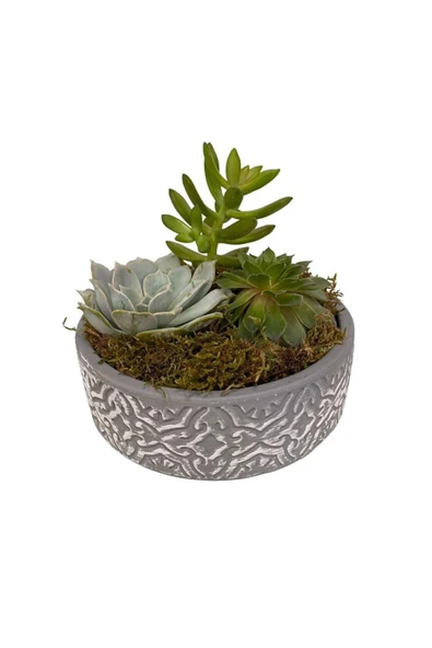 Dekoratif taş saksıda sukulent ve kaktüs aranjmanı ürün görseli