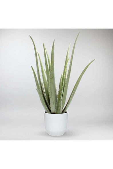 Dekoratif Saksıda Aloevera 7+9 Yaş - Resim 4