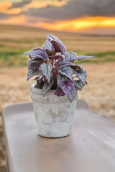 Rex Begonya Dekoratif Orkide Saksısında Begonia 01zau - Resim 2