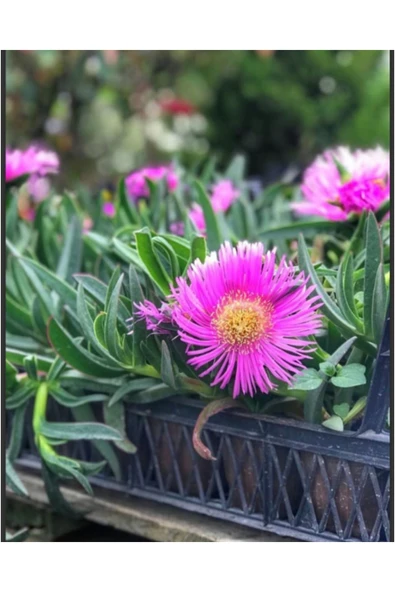 5 adet Kabir çiçeği kaz ayağı mezarlık çiçeği ürün görseli