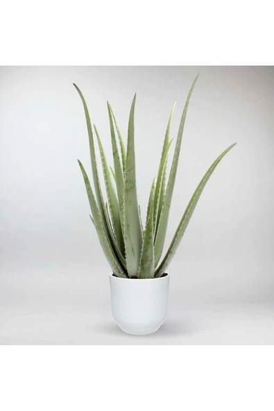 Dekoratif Saksıda Aloevera 7+9 Yaş - Resim 3