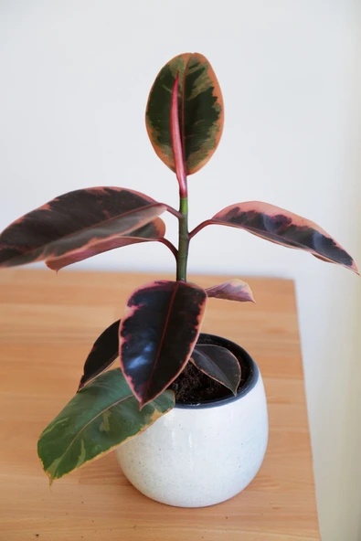 Ficus Elastica Belize-Pembe Kauçuk Ağacı-40-50 cm-Ev Ofis Salon İç Mekan Bitkisi - 3