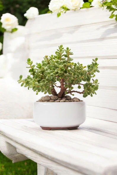 Dekoratif Saksıda Bonsai Yeşim Ağacı Fil Azığı 002 - Resim 6
