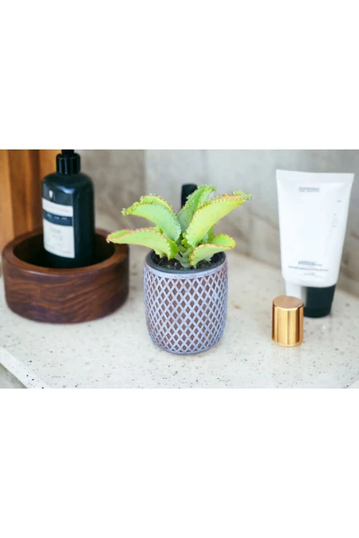 Peygamber efendimizin gözyaşı çiçeği aşıe - Resim 3