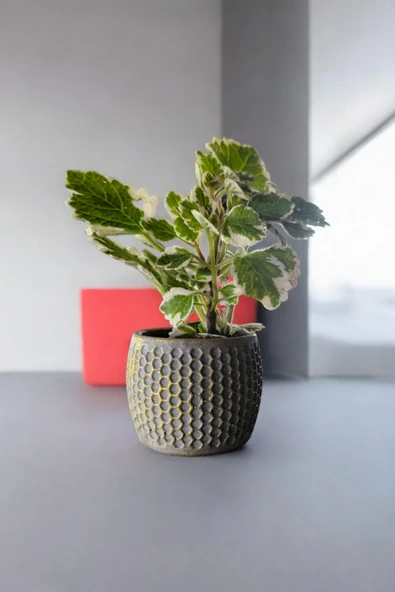 Mini Taş saksıda Cennet Yaprağı Bitkisi Muhteşem Kokulu 5.5 cm Plectranthus Coleoides - Resim 4