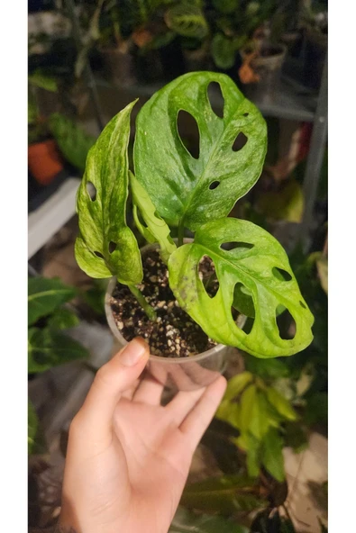 Monstera Adansonii Monkey Mask Deve Tabanı Bitkisi - Resim 5