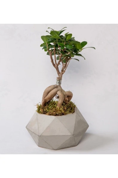 Bonsai Geometrik Beton Saksıda. ürün görseli