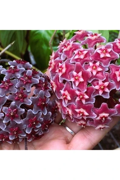 2.Adet Gelişmiş Mum Çiçeği 40,50 Cm Kırmızı,Siyah Hoya Carnosa Sarmaşık Canlı Çiçek İç Mekan Bitkisi