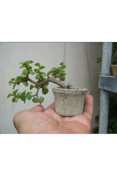 Minitaş saksıda Bonsai para Yeşim ağacı ürün görseli