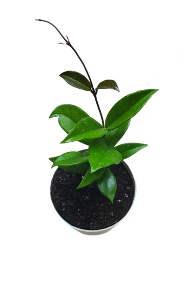 2.Adet Gelişmiş Mum Çiçeği 40,50 Cm Kırmızı,Siyah Hoya Carnosa Sarmaşık Canlı Çiçek İç Mekan Bitkisi - Resim 2