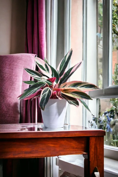 Taş Saksıda stromanthe dua çiçeği bitkisi 01afil - Resim 3